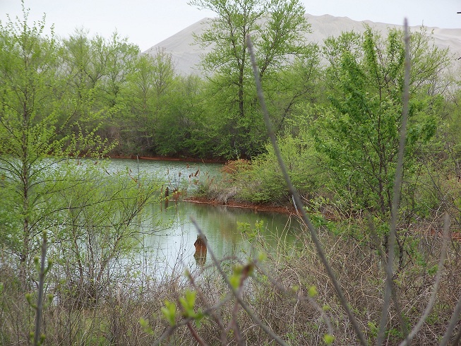 Image of chat pile behind water-filled mine collapse and wetlands at Douthat. Image by Gina Manders, April 2007.